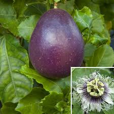 Image result for Passiflora edulis