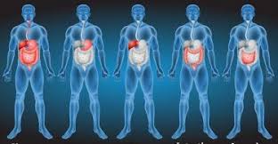 7 Cosas Que Debes Saber Sobre Tu Digestion Dolor De Espalda Sistema Digestivo Humano Sistema Digestivo