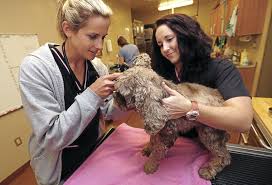 Maybe you would like to learn more about one of these? Rescue A Pet Through Adoption Local News Tulsaworld Com