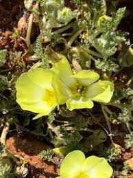 Image result for Grielum