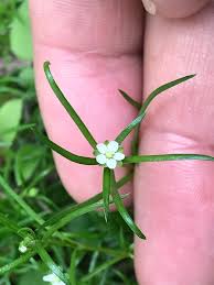 Image result for Sagina abyssinica