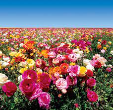 Ffmulticolorwide3 Jpg Jpeg Image 2406x2328 Pixels Scaled 23 Ranunculus Flowers Flower Field Beautiful Flower Arrangements