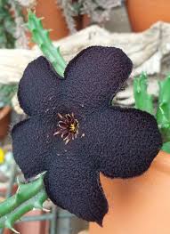 Image result for Tridentea