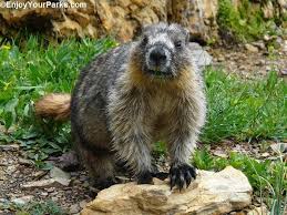 A Yellow Bellied Marmot On Logan Pass In Glacier National Park During The Summer Yell Glacier National Park Montana Glacier Park Montana Glacier National Park