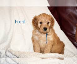 As with any dog, socialization and training should start while the dog is still a puppy and continue throughout its life. Goldendoodle Puppies For Sale In North Carolina Usa Page 1 10 Per Page Puppyfinder Com