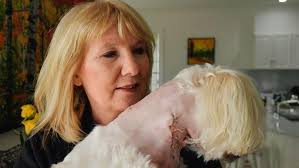 Horrific' trend of increasing dog attacks