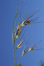 Image result for Themeda