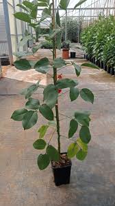 Image result for Erythrina crista-galli
