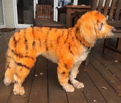 Dog hair dye dyed hair dog forum creative grooming maltese dogs teacup maltese dog suit top performance hair dye gels? Hair Dye For Dogs Is It Safe For Our Pets Pooches At Play