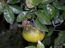 Image result for sooty mould