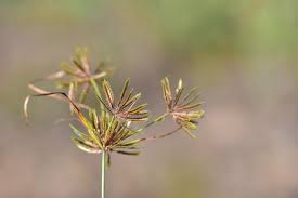 Image result for Cyperus cuspidatus