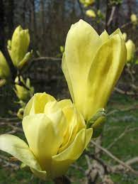 Pin By Lewis Ginter Botanical Garden On Blooms We Love Beautiful Flowers Ornamental Trees Colorful Garden