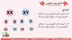 الصف العاشر الأحياء الوراثة المرتبطة بالجنس 1 تحديد الجنس - YouTube
