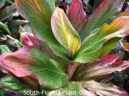 Cordylines Dracaenas