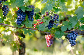 This wild grapes red wine is one cool chilean cat bursting with style. Wallpaper Id 265247 Wild Grapes Grow On A Vine In A Wine Vineyard Grapes In The Garden 4k Wallpaper