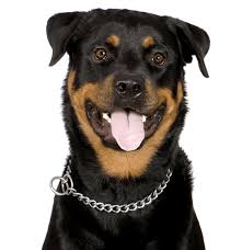 We did not find results for: Rottweiler Puppies For Sale Adoptapet Com
