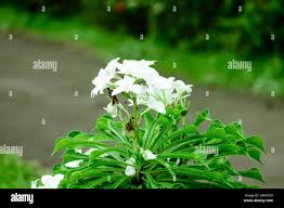 Image result for Tabernaemontana brachyantha