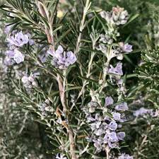 Image result for Rosmarinus officinalis