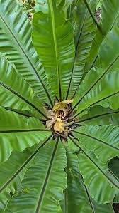 Image result for Asplenium aethiopicum