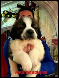 Satilik Dev Saint Bernard Yavrulari Satilik Dev Saint Bernard Yavrulari Kopek Kopekseverler Kopeksahiplendirme Kopekyavrusu Goruntuler Ile Kopek Evcil Hayvanlar Ayi