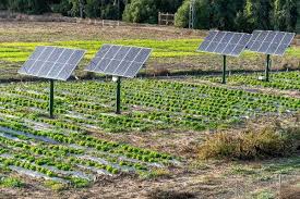 Agrivoltaïsme : le courant ne passe toujours pas chez les maires…