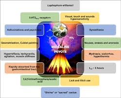 The properties and effects of this sacred plant? Pharmacokinetic And Pharmacodynamic Aspects Of Peyote And Mescaline Clinical And Forensic Repercussions Bentham Science