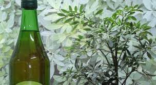 Todos los años dejaba macerando la ruda en el alcohol para poder beber el 1 de agosto siguiente los tres traguitos en ayunas que prescribe la celebración ancestral. 1Âº De Agosto Dia De La Pachamama Y La Cana Con Ruda