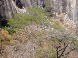 Image result for Stereospermum kunthianum