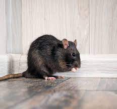 Best pest control service in hyderabad. Rodents And Rats Control Services In Hyderabad Pest Control Services