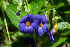 Image result for Thunbergia battiscombei
