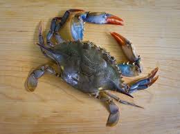 When you want the freshest and tastiest maryland blue crabs around, contact us and let us provide you with blue crab that is sure to satisfy your taste buds. Technique Tuesday How To Clean Soft Shell Crabs Crab How To Clean Soft Shell Crab Soft Shell Crab