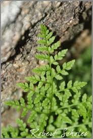 Image result for Sinopteridaceae