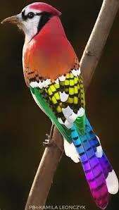 Rainbow Jay Rainbow Jay Bird
