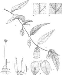 Image result for Astripomoea grantii