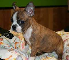 Instead of searching the newspaper or a disorganized classifieds site, you will find all the oregon classifieds with pictures and detailed descriptions in neat categories. Akc Boston Terrier Puppies Ready Now For Sale In Oregon City Oregon Classified Americanlisted Com