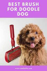 Ch csbb julius ok lincoln owner name. Poodle Doodle Keto Irish Doodle Dog Gifts Merchandise Redbubble See More Ideas About Poodle Standard Poodle Poodle Dog Wanetta Tong