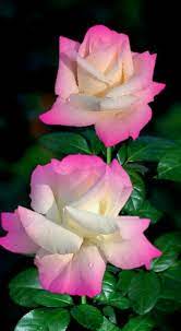 Pink rose flowers art photos. Pin By Joanacardoso Alencar On Guller Beautiful Rose Flowers Rose Flower Pictures Most Beautiful Flowers