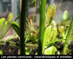 Cette variété doit être arrosée avec. Les Plantes Carnivores Caracteristiques Et Entretien