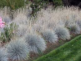 Greens up later in spring and goes dormant earlier in the fall than bluegrass. Ornamental Grass Care