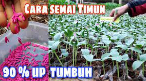 Maybe you would like to learn more about one of these? Cara Menyemai Mentimun Dari Biji Di Polybag Hingga Siap Tanam Youtube