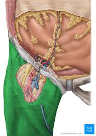 The extensor muscles are attached to back of the spine and enable standing and lifting objects. Fasciae Of The Hip And Thigh Anatomy Kenhub