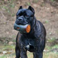 From Cane Corso Europe Cane Corso Dog Cane Corso Cane Corso Mastiff