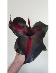 Philodendron Red Heart Tropics Home In 2021 Philodendron Plant Plants Philodendron