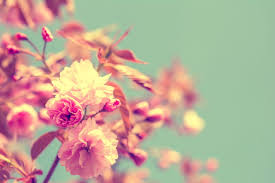 Check spelling or type a new query. 19 Types Of Flowering Trees To Embellish Your Beautiful Garden Gardenerdy