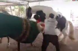 Eksplor pagi channel 47.682 views6 months ago. Kuda Jantan Hampir Salah Sasaran Saat Proses Kawin Gaekon