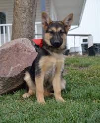 Enrolling your great shepherd puppy in a puppy class or basic obedience class is a great way to get a head start on training as well as socialization. German Shepherd Puppies For Sale Near Me Craigslist