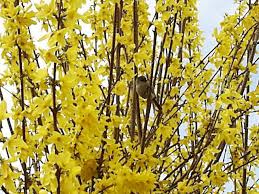 Front Yard Shrubs Loving Everyone Else S Forsythia Plants Garden Helpers Forsythia
