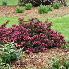 Image result for Weigela