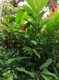 Seperti deretan hiasan di taman bermain yang dihimpun brilio.net dari berbagai sumber, jumat (21/6) berikut ini. Pokok Tanaman Hiasan Amat Cantik Bila Ditanam Shopee Malaysia