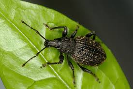Der käfer ernährt sich ähnlich wie seine larven sie leben im verborgenen. Kafer In Der Wohnung Bestimmen Und Bekampfen